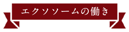 エクソソームの働き1