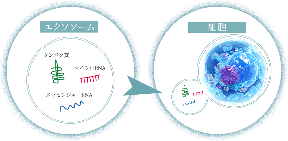 エクソソームの働き