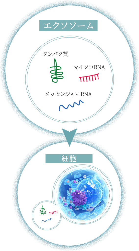 エクソソームの働き_sp