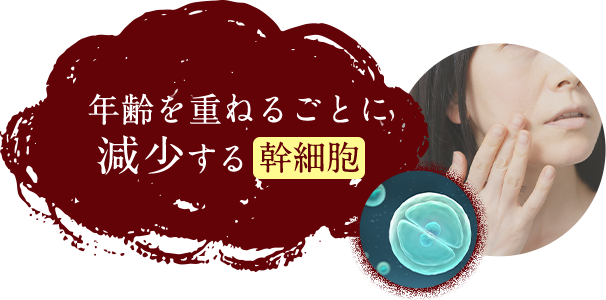 減少する幹細胞SP