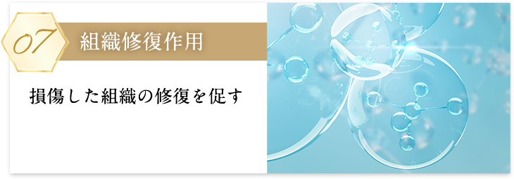組織修復作用_sp